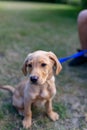 A young Labrador puppy learning how to sit and stay in his owners garden. Lovely labrador purebred doggy, he is looking off camera