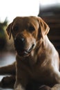 Young labrador puppy,