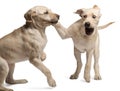 Young Labrador Retriever, 4 months old Royalty Free Stock Photo