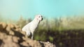 Young labrador retriever dog puppy on a hill Royalty Free Stock Photo