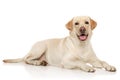 Young Labrador retriever Royalty Free Stock Photo