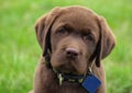 Young labrador retriever puppy Royalty Free Stock Photo