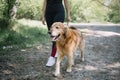 Young lady walking dog, low section Royalty Free Stock Photo