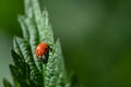 A young ladybug sits on a nettle leaf in the morning. It is covered with small drops of dew. His points are not yet fully Royalty Free Stock Photo