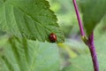a young ladybug sits on a nettle leaf in the morning. It is covered with small drops of dew. Royalty Free Stock Photo