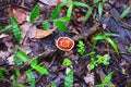 Young Laetiporus Mushroom - Chicken of the Woods or Sulphur Shelf - on a Fallen Tree Branch on Wet Forest Earth