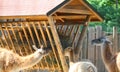 Young lama eating hay in zoological garden