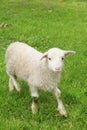 Young Lamb Royalty Free Stock Photo