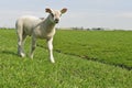 young lamb Royalty Free Stock Photo