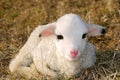 Young lamb Royalty Free Stock Photo