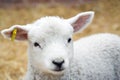 Young Lamb Royalty Free Stock Photo