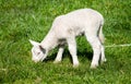 Young Lamb Royalty Free Stock Photo