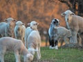 Young Lamb being curious on farm, sunset light