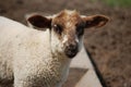 Young lamb with brown ears and muzzle