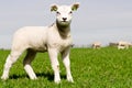 Young lamb with copy space Royalty Free Stock Photo