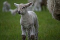 Young lamb Royalty Free Stock Photo