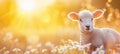 Young lamb in daisy field serene nature scene with farm animal, perfect for text placement Royalty Free Stock Photo