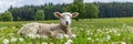 Young lamb in daisy field on sunny day serene farm animal scene with text space Royalty Free Stock Photo