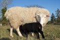 Young Lamb with Ewe mother Sheep