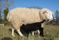 Young Lamb with Ewe mother Sheep Royalty Free Stock Photo