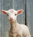 Young lamb on the farm Royalty Free Stock Photo