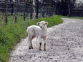 Young Lamb on a farm pathway Royalty Free Stock Photo