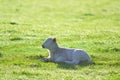 Young lamb on a farmland Royalty Free Stock Photo