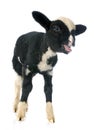 Young lamb Royalty Free Stock Photo