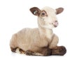 Young lamb Royalty Free Stock Photo