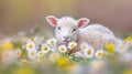 Young lamb grazing in daisy field on a sunny summer day farm animal scene with space for text Royalty Free Stock Photo