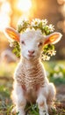 Young lamb grazing in daisy field on a sunny summer day serene farm animal scene Royalty Free Stock Photo