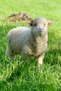 Young sheep, on a green pasture at the farm in mountains Royalty Free Stock Photo