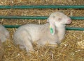 Young lamb inside stable Royalty Free Stock Photo