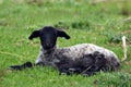 Young lamb laying down in a green pasture Royalty Free Stock Photo