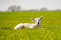 Young lamb lying down in the grass field looking to camera. Hertfordshire. UK Royalty Free Stock Photo