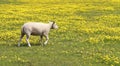Young lamb in a meadow of yellow flowers Royalty Free Stock Photo
