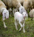 young lamb in the middle of the flock of white sheep Royalty Free Stock Photo