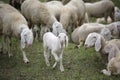 Young lamb in the middle of the flock of white sheep Royalty Free Stock Photo