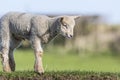 Young Lamb on a River Bank Royalty Free Stock Photo