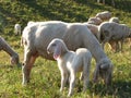 Young Lamb with sheep mother grazing in the mountains