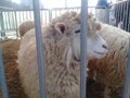 Young lamb sheep rests in a pen on a farm pen Royalty Free Stock Photo