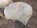 Young lamb sheep rests in a pen on a farm pen Royalty Free Stock Photo