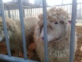 Young lamb sheep rests in a pen on a farm pen Royalty Free Stock Photo