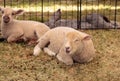 Young lamb sheep rests in a pen on a farm Royalty Free Stock Photo