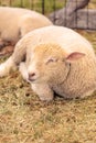 Young lamb sheep rests in a pen on a farm Royalty Free Stock Photo