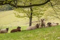 Young lamb stands between a flock of lying sheep and looks at the camera Royalty Free Stock Photo