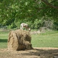 Young lamb stands on hay bale Royalty Free Stock Photo