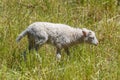 A young lamb walks alone through the tall grass. Royalty Free Stock Photo