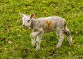 A young lamb walks gingerly past in a field near Market Harborough UK