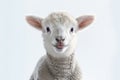 A young lamb on a white background - sheep